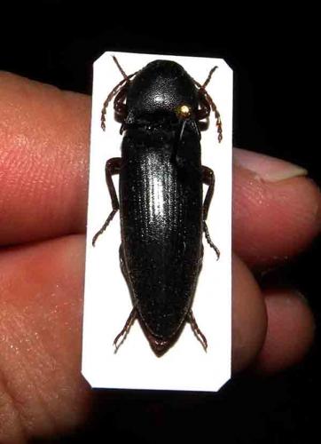 Pittonotus theseus